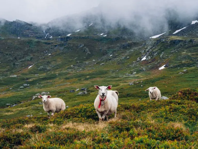 Wandelen Noorwegen Hardangervidda