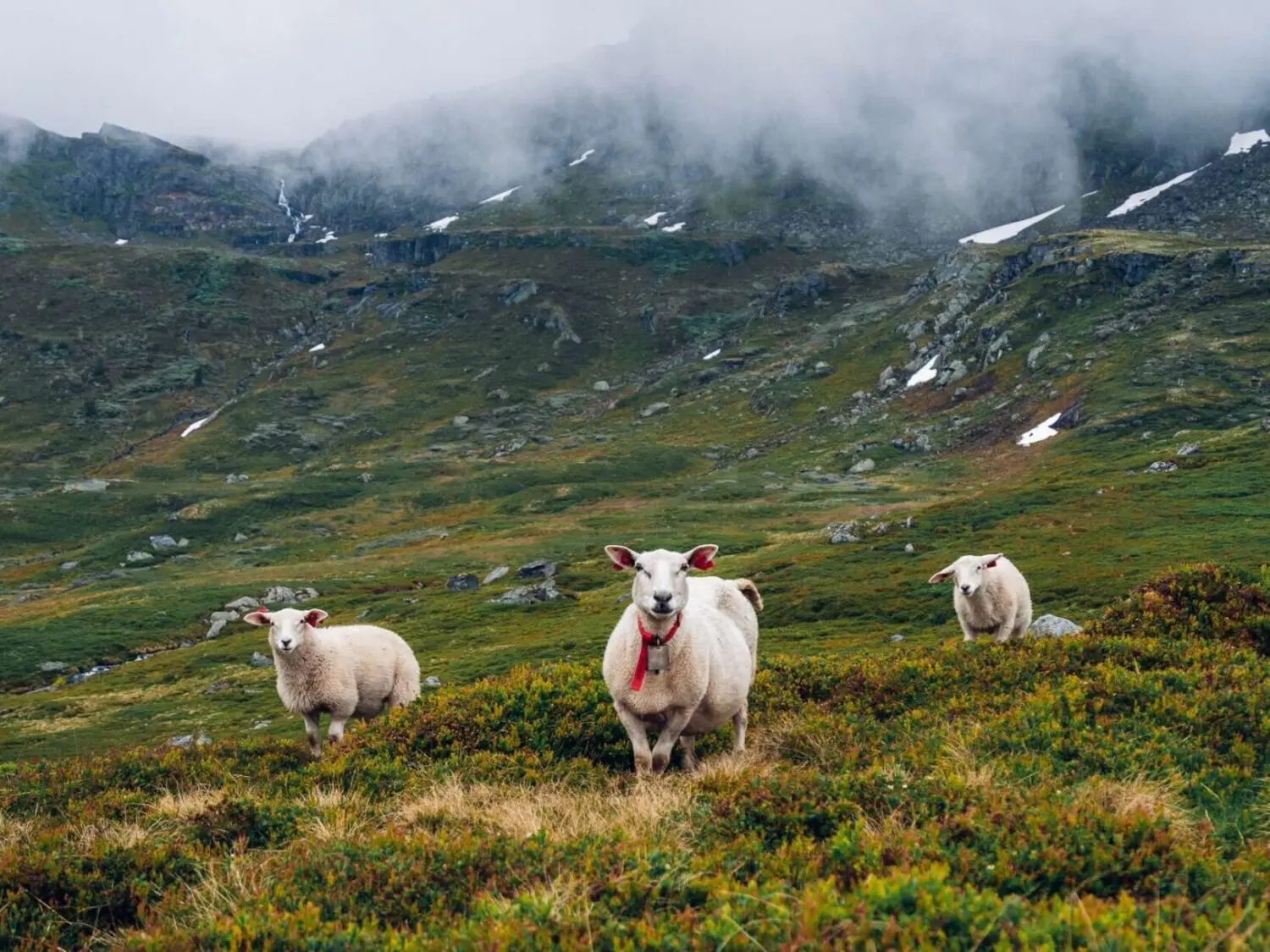 Wandelen Noorwegen Hardangervidda