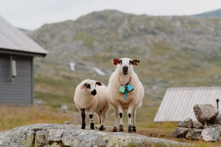 norway trail hike norvège norwegen randonnée trek hiken trekken
